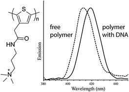 Graphical abstract: Cationic polythiophenes as responsive DNA-binding polymers