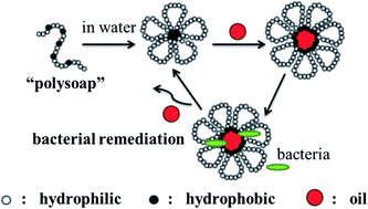 Graphical abstract: Structurally controlled “polysoaps” via RAFT copolymerization of AMPS and n-dodecyl acrylamide for environmental remediation