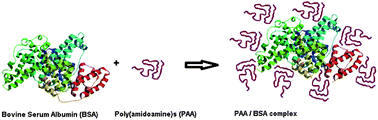 Graphical abstract: Poly(amidoamine)s synthesis, characterisation and interaction with BSA