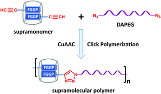 Graphical abstract: Supramolecular polymer fabricated by click polymerization from supramonomer