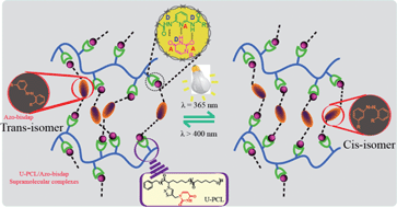 Graphical abstract: Nucleobase-grafted supramolecular polymers for tuning the surface properties