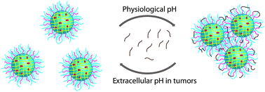 Graphical abstract: pH responsive soft nanoclusters with size and charge variation features