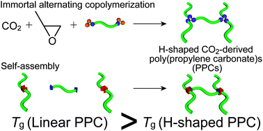 Graphical abstract: Synthesis of H-shaped carbon-dioxide-derived poly(propylene carbonate) for topology-based reduction of the glass transition temperature