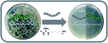 Graphical abstract: Oligomeric dual functional antibacterial polycaprolactone