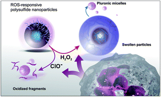 Graphical abstract: Chemical specificity in REDOX-responsive materials: the diverse effects of different Reactive Oxygen Species (ROS) on polysulfide nanoparticles