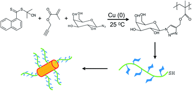 Graphical abstract: Glycopolymer-coated gold nanorods synthesised by a one pot copper(0) catalyzed tandem RAFT/click reaction