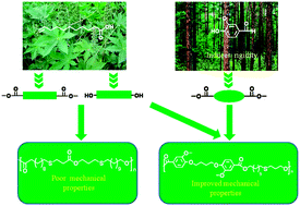 Graphical abstract: Renewable polyesters derived from 10-undecenoic acid and vanillic acid with versatile properties