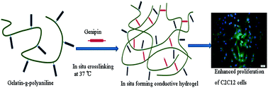 Graphical abstract: In situ forming biodegradable electroactive hydrogels