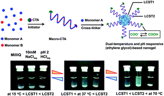 Graphical abstract: Dual-temperature and pH responsive (ethylene glycol)-based nanogels via structural design