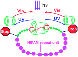 Graphical abstract: Synthesis of a poly(N-isopropylacrylamide) charm bracelet decorated with a photomobile α-cyclodextrin charm