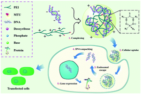 Graphical abstract: Thiourea modified polyethylenimine for efficient gene delivery mediated by the combination of electrostatic interactions and hydrogen bonds