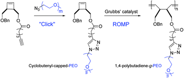 Graphical abstract: Synthesis of 1,4-polybutadiene-g-poly(ethylene oxide) via the macromonomer approach by ROMP