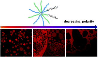 Graphical abstract: Core cross-linked star (CCS) polymers with tunable polarity: synthesis by RAFT dispersion polymerization, self-assembly and emulsification