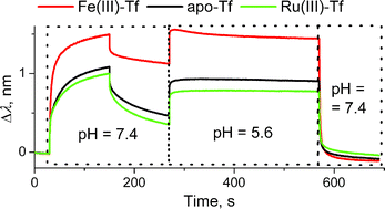 Graphical abstract: Influence of an anti-metastatic ruthenium(iii) prodrug on extracellular protein–protein interactions: studies by bio-layer interferometry