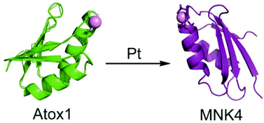 Graphical abstract: Transporting platinum drugs from a copper chaperone to ATPase: the mechanistic implication of drug efflux mediated cisplatin resistance