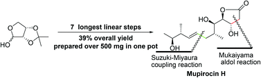 Graphical abstract: Scalable, efficient total synthesis of (+)-mupirocin H