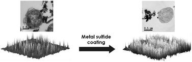 Graphical abstract: Synthesis of metal sulfide-coated iron nanoparticles with enhanced surface reactivity and biocompatibility