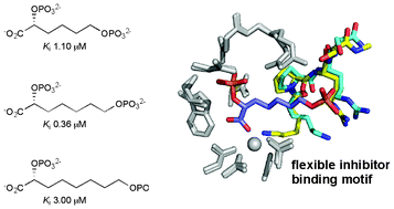 Graphical abstract: Active site plasticity of a critical enzyme from Mycobacterium tuberculosis