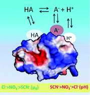 Graphical abstract: Interplay of ion specificity, pH and buffers: insights from electrophoretic mobility and pH measurements of lysozyme solutions