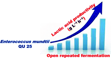 Graphical abstract: Improved lactic acid productivity by an open repeated batch fermentation system using Enterococcus mundtii QU 25