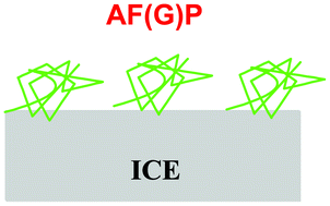 Graphical abstract: Natural macromolecular antifreeze agents to synthetic antifreeze agents