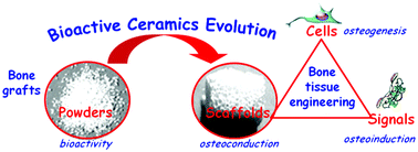 Graphical abstract: Bioactive ceramics: from bone grafts to tissue engineering