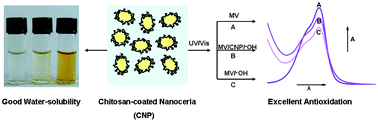 Graphical abstract: Synthesis of water-soluble chitosan-coated nanoceria with excellent antioxidant properties