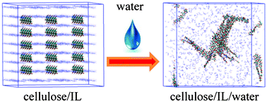 Graphical abstract: Molecular insight into cellulose regeneration from a cellulose/ionic liquid mixture: effects of water concentration and temperature