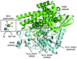 Graphical abstract: Fundamentals and electrochemical applications of [Ni–Fe]-uptake hydrogenases