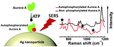 Graphical abstract: Surface enhanced Raman spectroscopy of Aurora kinases: direct, ultrasensitive detection of autophosphorylation