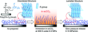 Graphical abstract: Effect of supercritical carbon dioxide on molecular aggregation states of side chains of semicrystalline poly{2-(perfluorooctyl)ethyl acrylate} brush thin films