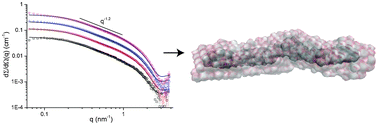 Graphical abstract: Solution structure of hyperactive type I antifreeze protein