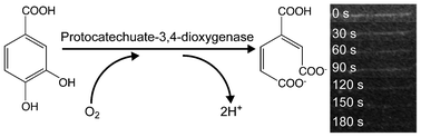 Graphical abstract: Enzyme-catalysed reaction for long-term fluorescent observation of single DNA molecules