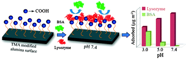 Graphical abstract: Tuning the selective interaction of lysozyme and serum albumin on a carboxylate modified surface