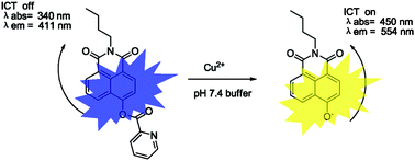 Graphical abstract: A colorimetric and ratiometric fluorescent probe for Cu2+ with a large red shift and its imaging in living cells