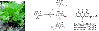 Graphical abstract: Apoptosis and DNA intercalating activities of novel emodin derivatives