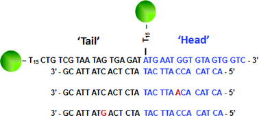 Graphical abstract: Head-to-tail: hybridization and single-mismatch discrimination in metallic nanoparticle–DNA assembly