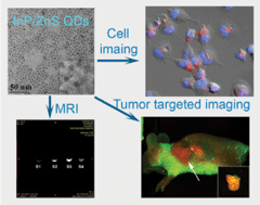 Graphical abstract: Rational design of multimodal and multifunctional InP quantum dot nanoprobes for cancer: in vitro and in vivo applications