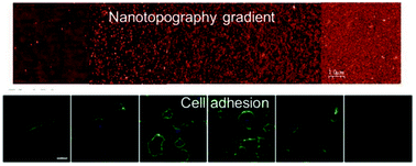 Graphical abstract: Small surface nanotopography encourages fibroblast and osteoblast cell adhesion