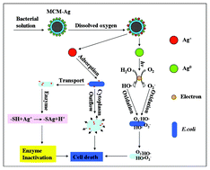 Graphical abstract: Characteristics and antibacterial activity of Ag-embedded Fe3O4@SiO2 magnetic composite as a reusable water disinfectant
