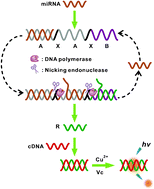 Graphical abstract: A novel fluorescence probe of dsDNA-templated copper nanoclusters for quantitative detection of microRNAs