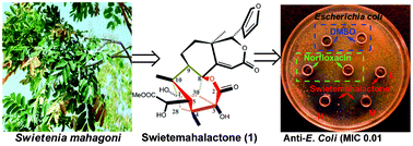 Graphical abstract: Swietemahalactone, a rearranged phragmalin-type limonoid with anti-bacterial effect, from Swietenia mahagoni