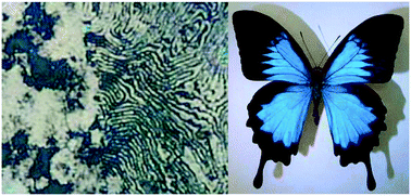 Graphical abstract: Liquid crystal stepwise electropolymerization – an approach to create insect photonic structure