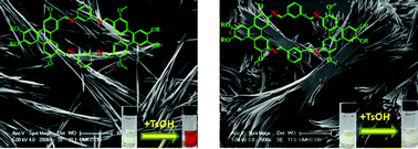 Graphical abstract: Synthesis and self-assembly of triphenylene-containing conjugated macrocycles