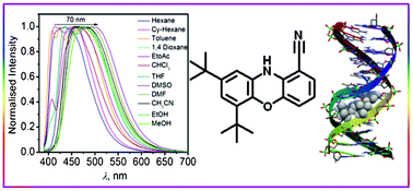 Graphical abstract: Solvatochromic fluorescent cyanophenoxazine: design, synthesis, photophysical properties and fluorescence light-up sensing of ct-DNA