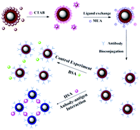 Graphical abstract: Suppression of composite nanoparticle aggregation through steric stabilization and ligand exchange for colorimetric protein detection