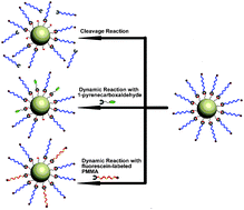 Graphical abstract: Dynamic polymer brushes on the surface of silica particles