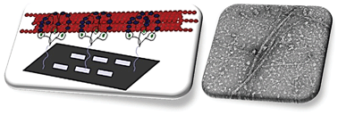 Graphical abstract: Microtubule nucleation from a functionalised SiO2 EM grid