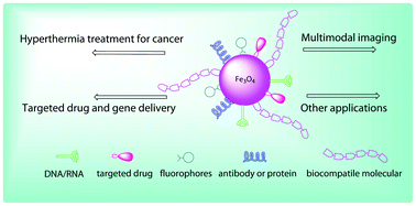 Graphical abstract: Recent advances in multifunctional magnetic nanoparticles and applications to biomedical diagnosis and treatment