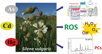 Graphical abstract: Specific stress responses to cadmium, arsenic and mercury appear in the metallophyte Silene vulgaris when grown hydroponically